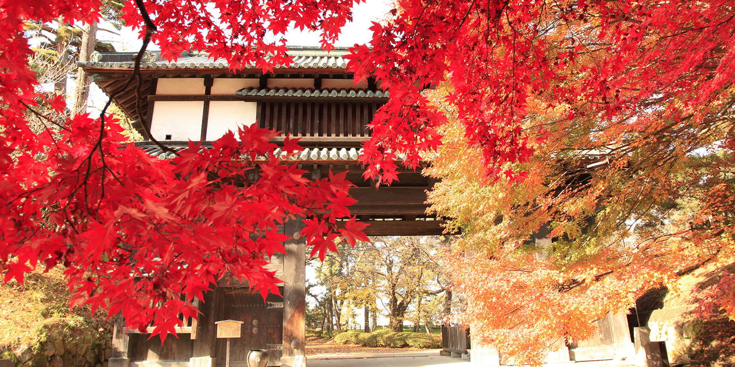 히로사키성 국화와 단풍축제
